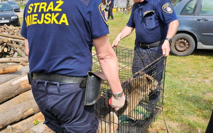 Zbiórka Strzelał do psa i bił kijem - zdjęcie główne