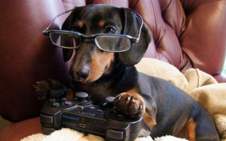 Zbiórka Dla zwierzaków. - zdjęcie główne