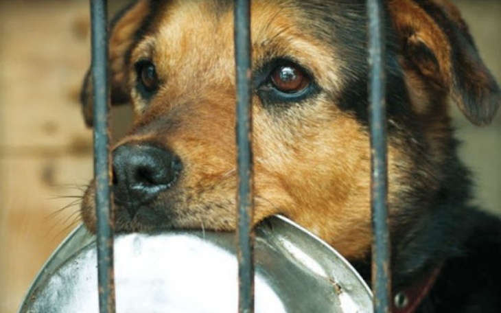 Zbiórka Zbiórka karmy, kocy dla zwierząt - zdjęcie główne