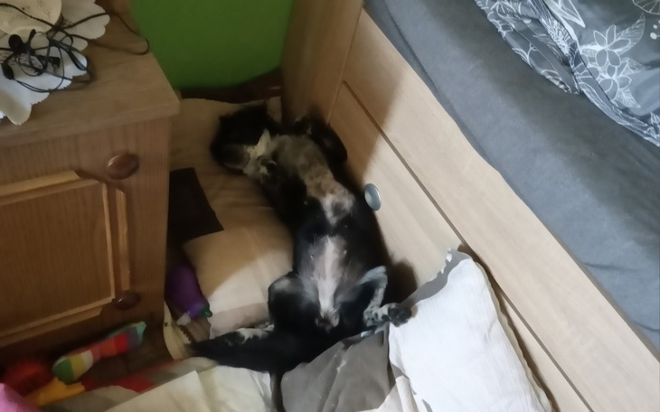 Zbiórka Rehabilitacja mojej Tosi - zdjęcie główne