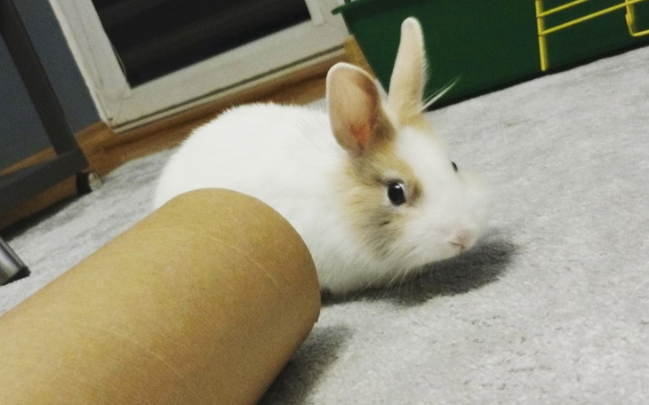 Zbiórka Szczepionka dla pimpka - zdjęcie główne