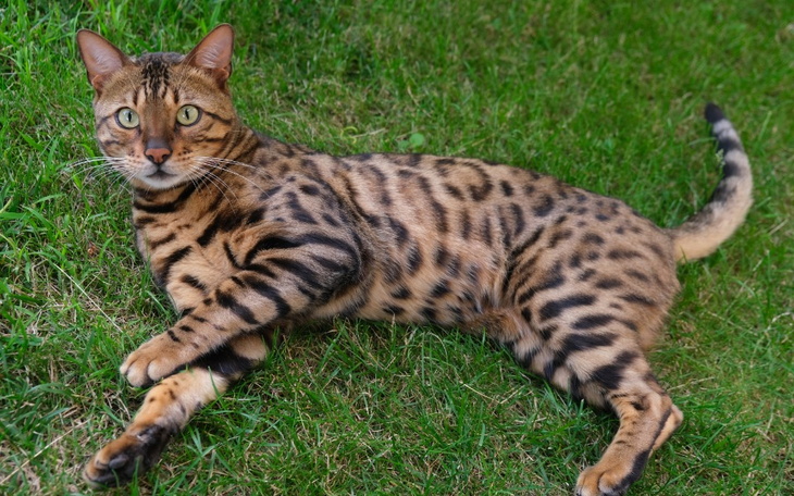 Zbiórka Ratujemy Kitku - zdjęcie główne