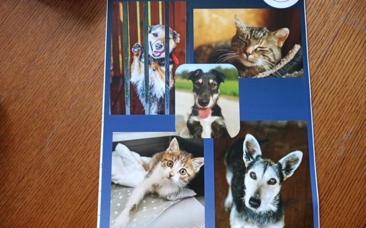 Kolaż zdjęć różnych zwierząt, w tym psów i kotów, na tle drewnianego stołu.