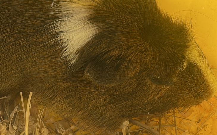 Zbiórka Pomóż Rolliemu - zdjęcie główne