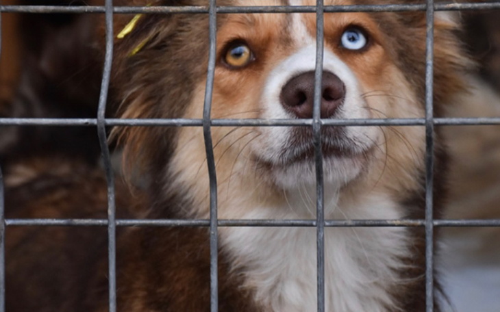Zbiórka Jedzenie dla zwierząt schronisko - zdjęcie główne