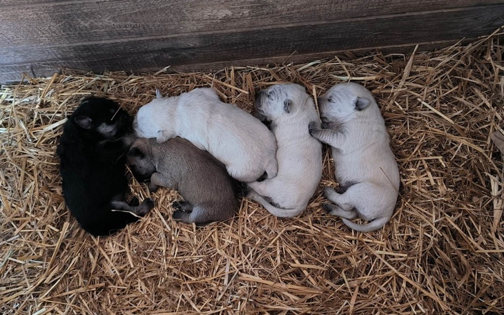 Zbiórka Bezdomna mama i 5 maluszków... - zdjęcie główne