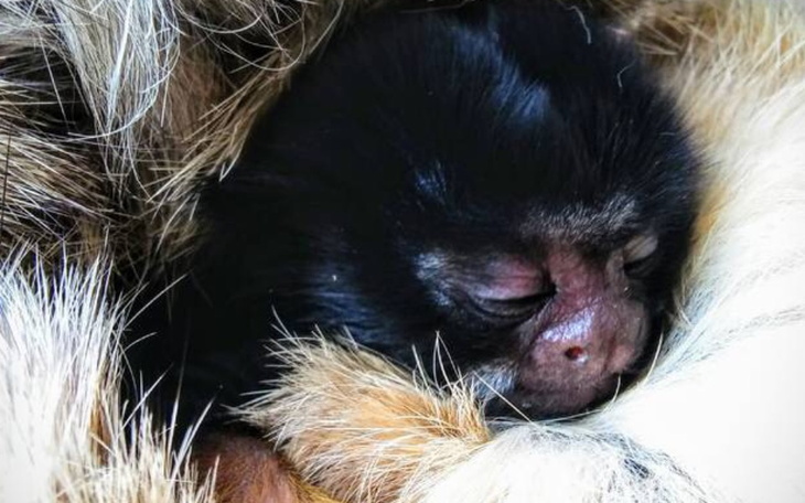 Zbiórka Małpka1 - zdjęcie główne