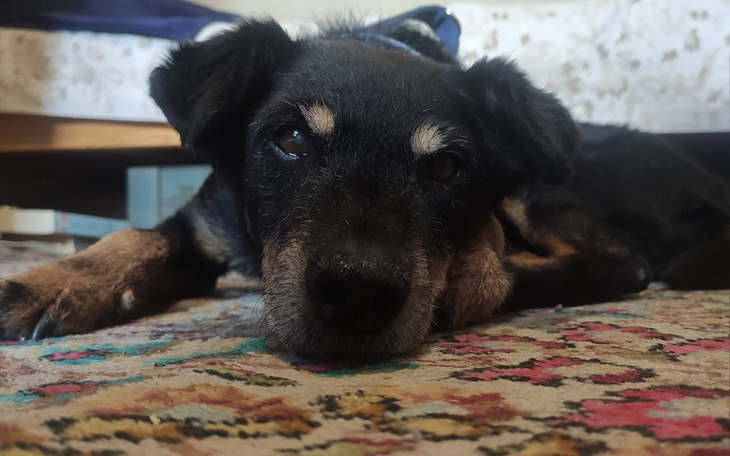 Zbiórka Na leczenie Azy - zdjęcie główne