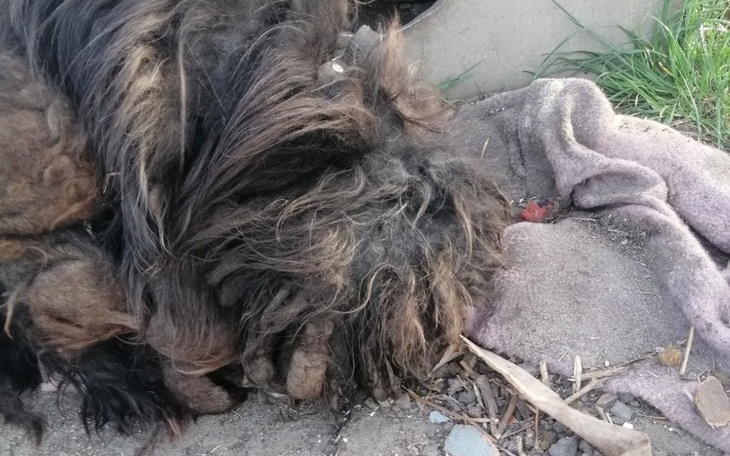 Zbiórka Pies nie widział świata - Spike - zdjęcie główne