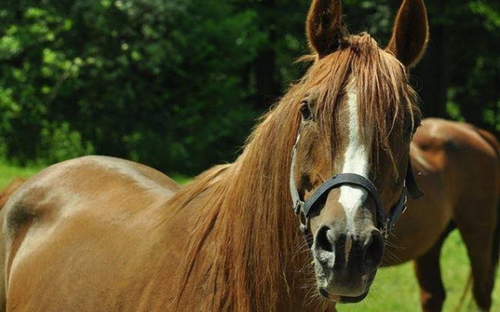 Zbiórka Spokojna starość dla Moreny... - zdjęcie główne