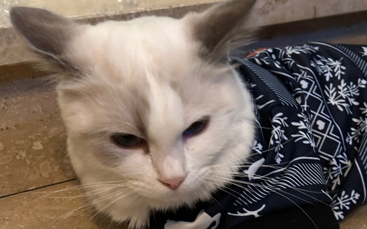 Zbiórka Puszek walczy w szpitalu z FIP - zdjęcie główne