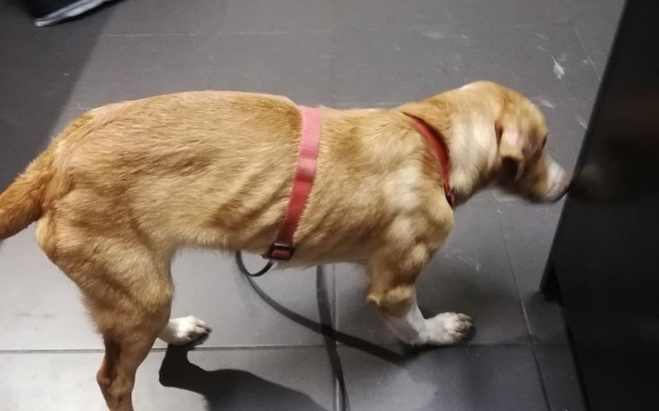 Zbiórka Pomoc dla psiaków w potrzebie - zdjęcie główne