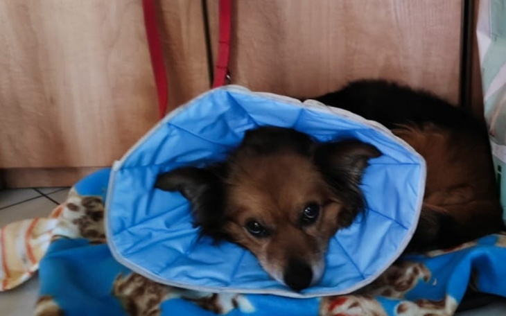 Pies w kołnierzu ochronnym, leży na kocu.