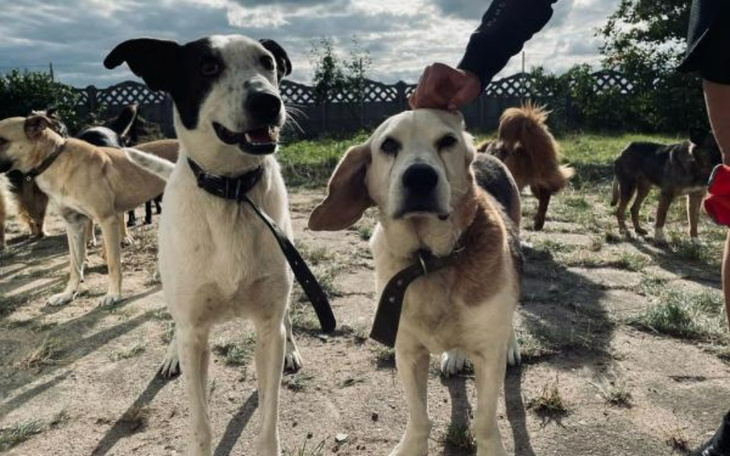 Dwa psy na spacerze, jeden z nich jest beagle.