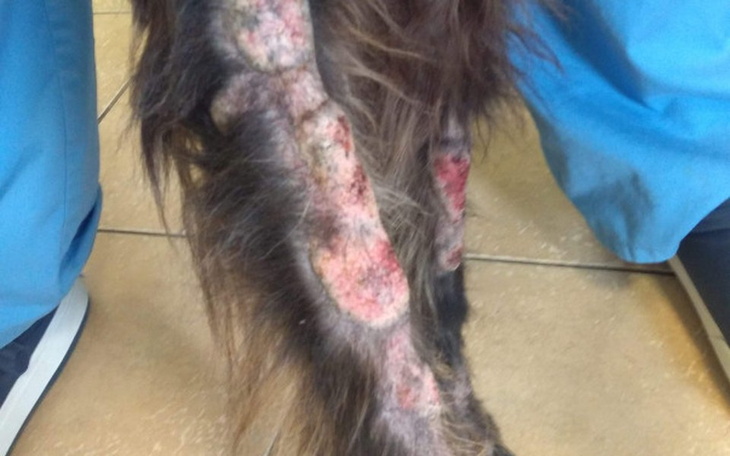 Pies z chorobą skóry, siedzący na podłodze w klinice.