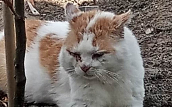 Kot leżący na ziemi, z widocznymi ranami na twarzy.