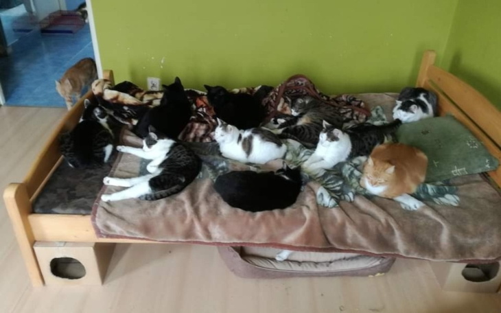 Zbiórka Koty i kotki Pana Pawła - zdjęcie główne