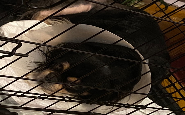 Zbiórka Pies po operacji - zdjęcie główne