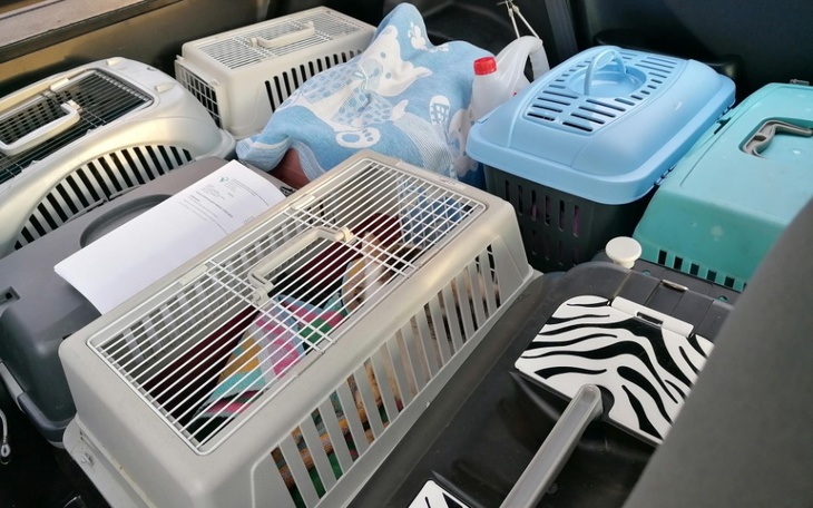 Zbiórka Transportery dla kociaków - zdjęcie główne