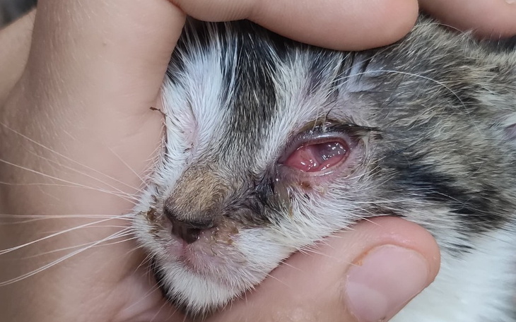 Zbiórka Kociak spod samochodu - zdjęcie główne