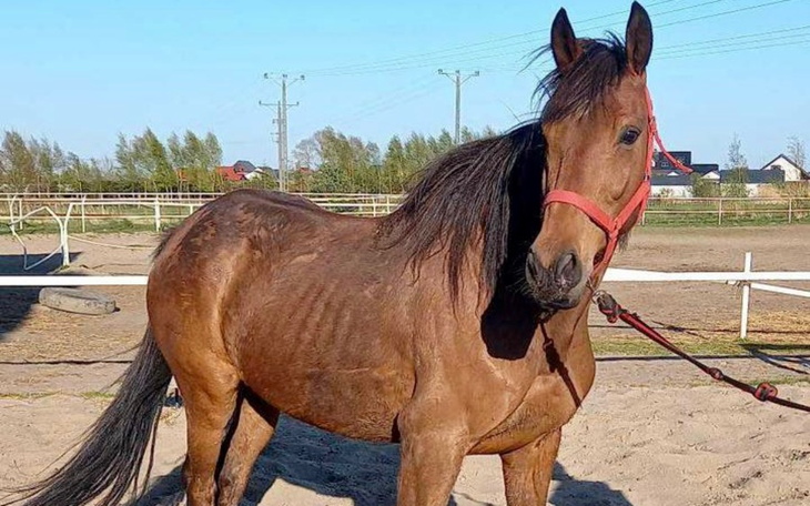 Zbiórka 3-cie życie dla konia - zdjęcie główne