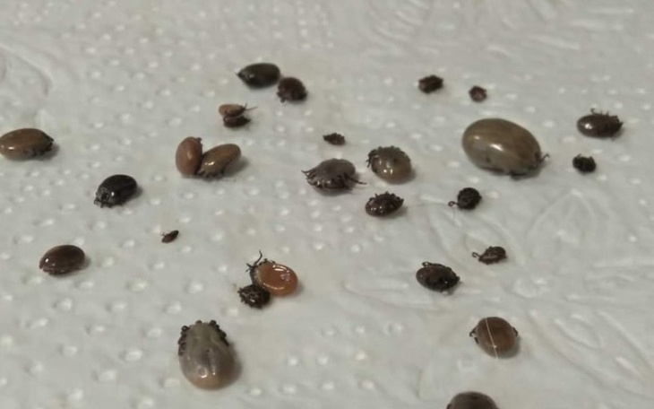 Zbiórka Ratunek przed kleszczami - zdjęcie główne