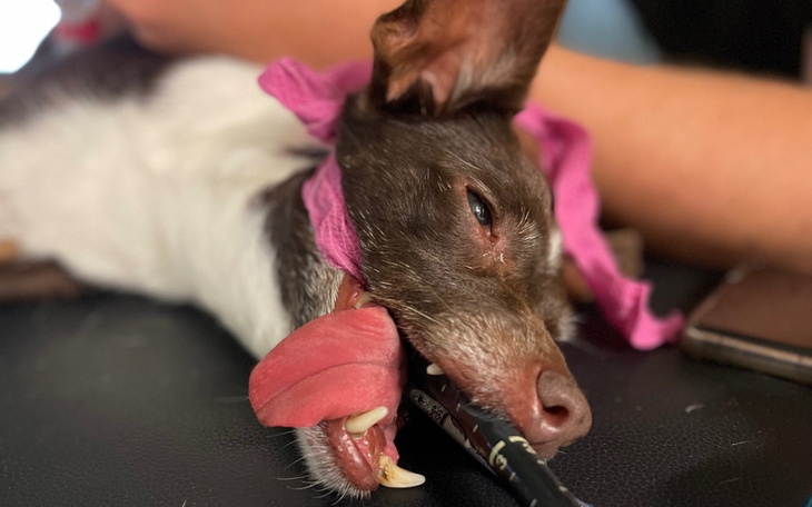 Pies z różowym materiałem na głowie, leżący na stole.