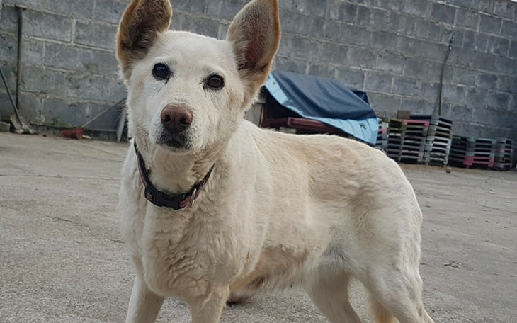 Zbiórka Nie mamy karmy dla Goldi :( - zdjęcie główne