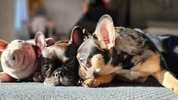 Zbiórka Fundacja Załoga Bulldoga - miniaturka zdjęcia