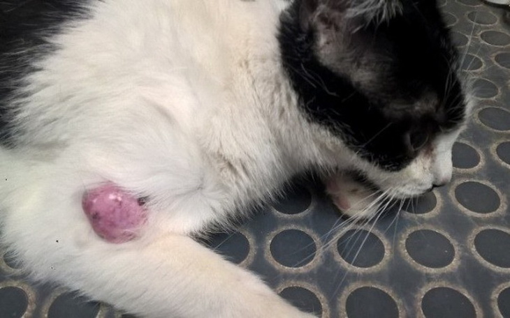 Zbiórka Mięsak - Panda usłyszała wyrok - zdjęcie główne