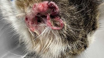 Zbiórka Rak zżera Misię - pomocy! - miniaturka zdjęcia