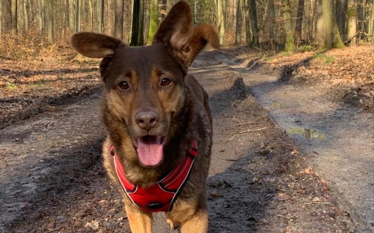 Pies biegający po leśnej ścieżce, z uśmiechem na twarzy.