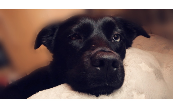 Zbiórka Zbiórka dla kulki - zdjęcie główne