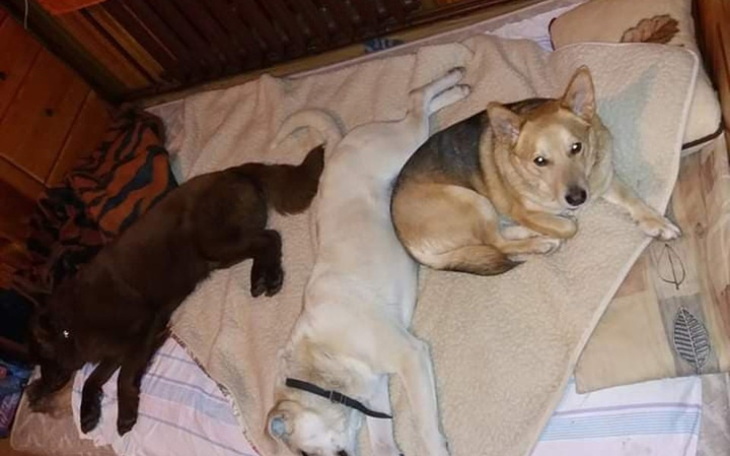 Zbiórka zapas karmy na zimę - zdjęcie główne