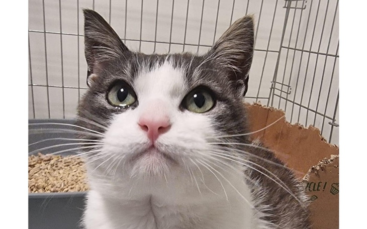 Kot z wyrazistymi zielonymi oczami w klatce.