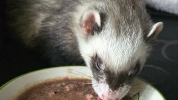 Zbiórka Osa i Kiwi - Leki nefrologiczne - miniaturka zdjęcia