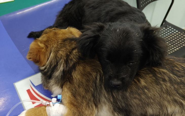 Dwa szczeniaki śpiące na stole weterynaryjnym.