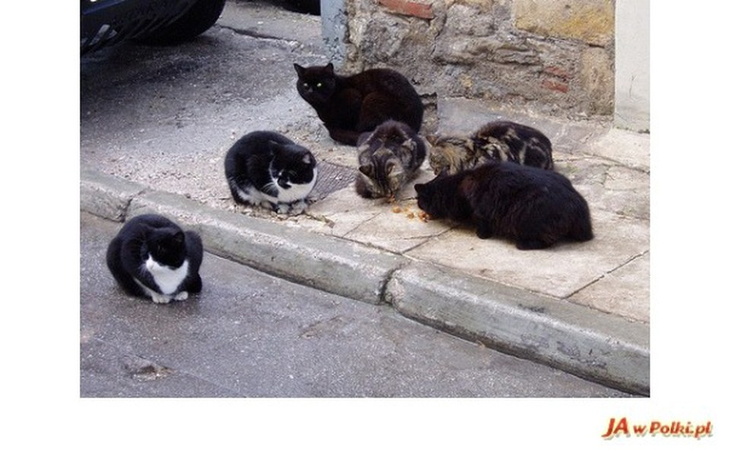 Zbiórka Nakarm z nami bezdomne koty ! - zdjęcie główne