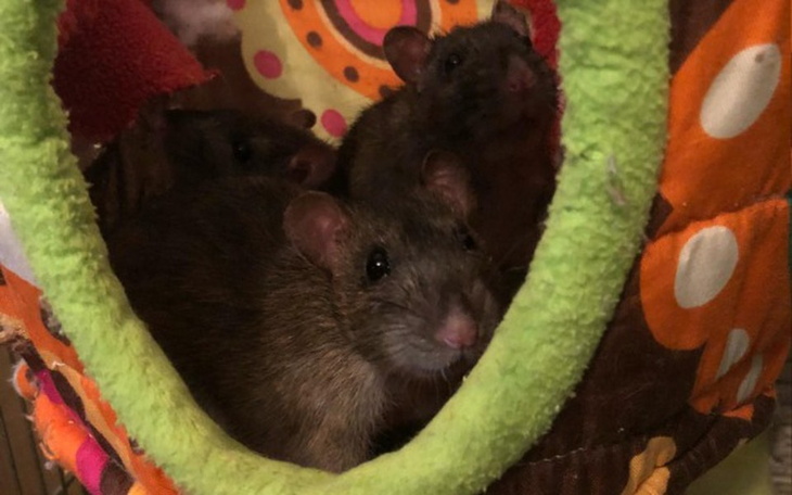 Zbiórka Wrocławiaki w Przytulisku - zdjęcie główne