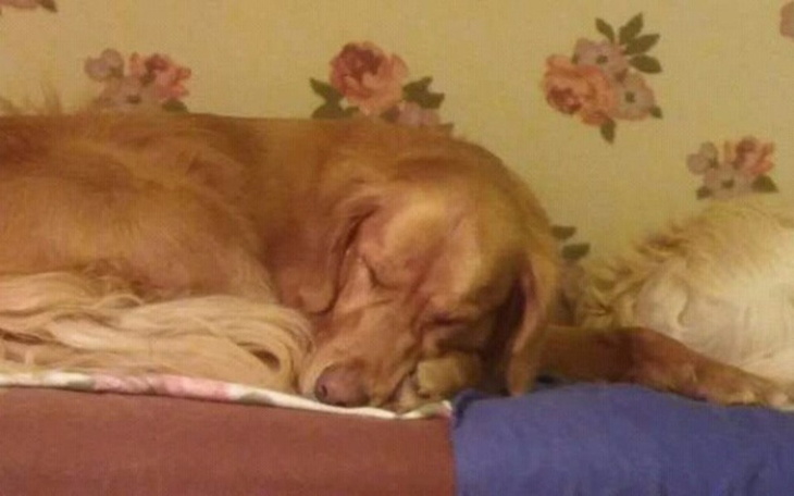 Zbiórka Rehabilitacja Dextera - zdjęcie główne