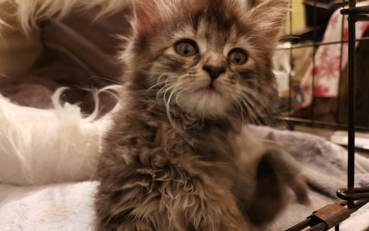 Zbiórka Szczepienie Cansu - zdjęcie główne