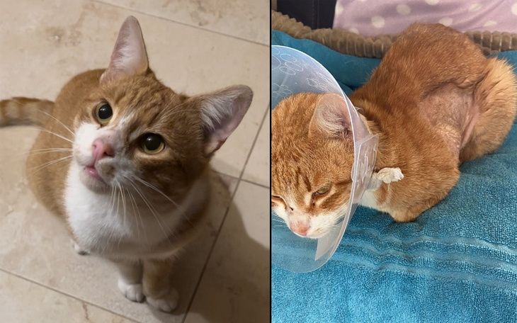 Zbiórka Mój Miki umiera - Proszę o pomoc - zdjęcie główne