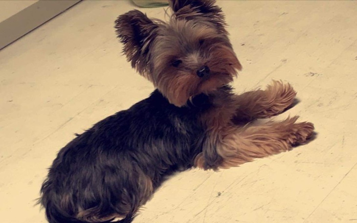 Zbiórka Pomoc dla Tajsona na operacje - zdjęcie główne