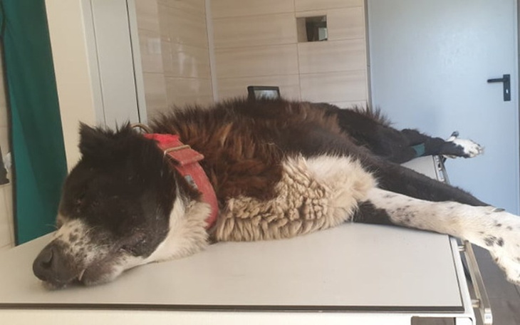 Zbiórka Leczenie i operacja Costiego - zdjęcie główne