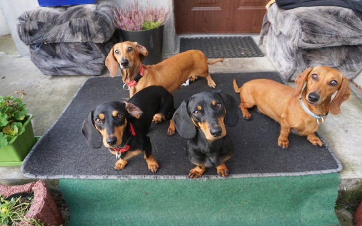 Cztery psy rasy jamnik stojące na wycieraczce przed domem.
