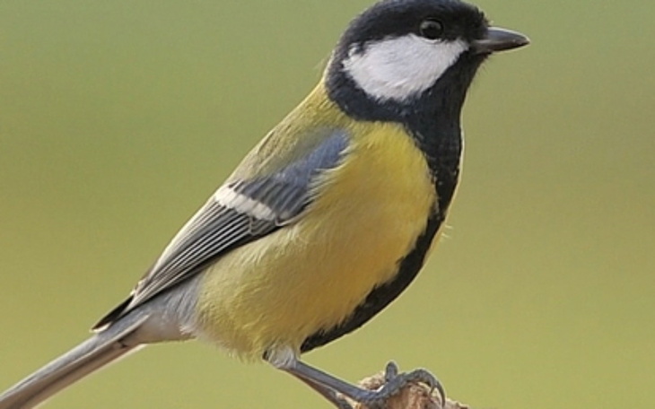 Zbiórka budowa budek lęgowych dla sikor - zdjęcie główne