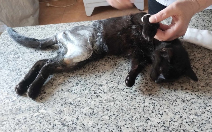 Czarny kot leżący na stole, podczas pielęgnacji.