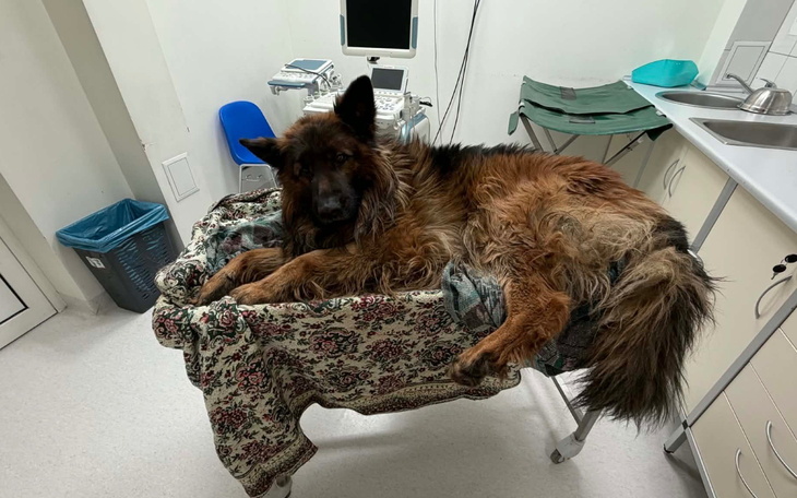 Pies leżący na stole w weterynarii, wygląda na zmęczonego.