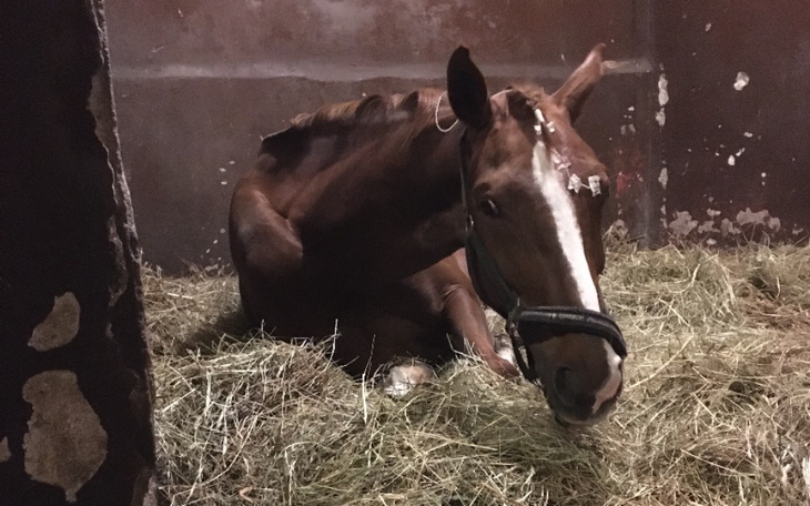 Zbiórka Zbiórka na leczenie oka Cherie - zdjęcie główne