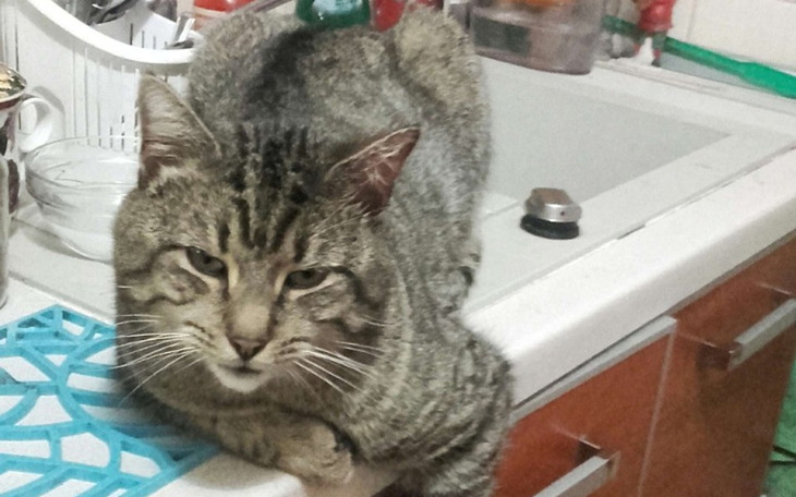 Zbiórka Na operację Prążka - zdjęcie główne